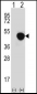 LRG1 Antibody (N-term)