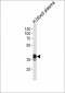 SERPINA7 Antibody (N-term)