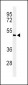 Smad7 Antibody (Center)