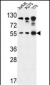 AKT1 Antibody (S129)