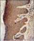 PKM2 Antibody (C-term L398)