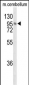 LINGO1 Antibody (N-term)