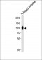 PLG Antibody (N-term)