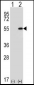 DDX39 Antibody (Center Y265)