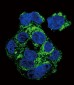 CSF1R Antibody