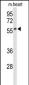 Sestrin-1 Antibody (N-term)