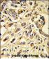 VGFR1 Antibody