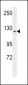 VGFR1 Antibody