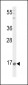 PNOC Antibody (Center)