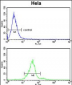 GALNT2 Antibody (N-term)