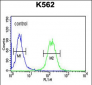 GALR1 Antibody (Center)