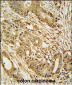 MCM2 Antibody (C-term)