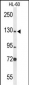 MCM2 Antibody (C-term)