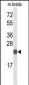 CXXC4 Antibody (C-term)