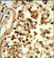 IL31 Antibody (N-term)