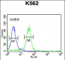 JMJD2B Antibody (N-term)