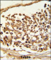 JMJD2B Antibody (N-term)
