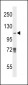 JMJD2B Antibody (N-term)