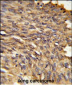 HDLBP Antibody (Center)