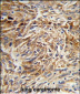 AGR3 Antibody (C-term)