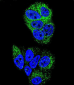 HNF4A Antibody (N-term)