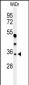 MAFA Antibody (C-term)