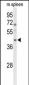 MAFA Antibody (Center)