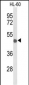 CD209 Antibody (Center)