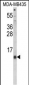 HAMP Antibody (Center)