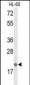 IL26 Antibody (Center)