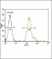 CEBPA Antibody (C-term)