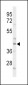 CEBPA Antibody (C-term)