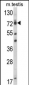 ELL Antibody (C-term)