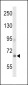 GPR133 Antibody (Center)