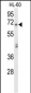 AMY1A Antibody (Center)