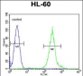 FANCC Antibody (C-term)