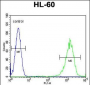 LFNG Antibody (Center)