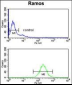 NUCKS1 Antibody (N-term)