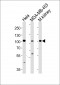 NCOA7 Antibody (N-term)