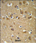 YIPF5 Antibody (N-term)