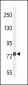 CHAT Antibody (N-term)