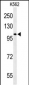 OXR1 Antibody (N-term)