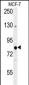 OXR1 Antibody (Center)