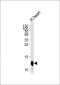 COX6A2 Antibody (Center)