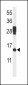 PDCD5 Antibody (N-term)