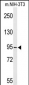 TAF3 Antibody (C-term)