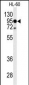 TLR4 Antibody (Center)