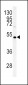 DGAT2 Antibody (N-term)