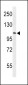 AF5q31 Antibody (N-term)