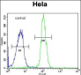 ADPRHL2 Antibody (N-term)